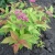 Спирея японская Firelight / Spiraea japonica Firelight спирея японская firelight / spiraea japonica firelight