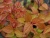 Спирея японская Firelight / Spiraea japonica Firelight спирея японская firelight / spiraea japonica firelight