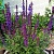 шалфей дубравный / salvia nemorosa new dimension blue
