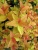 Спирея японская Firelight / Spiraea japonica Firelight спирея японская firelight / spiraea japonica firelight